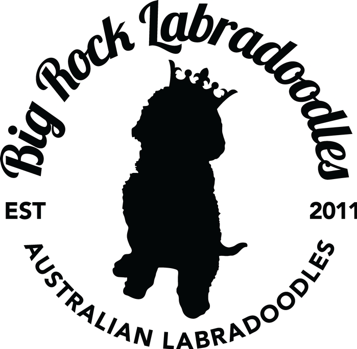Big Rock Labradoodles